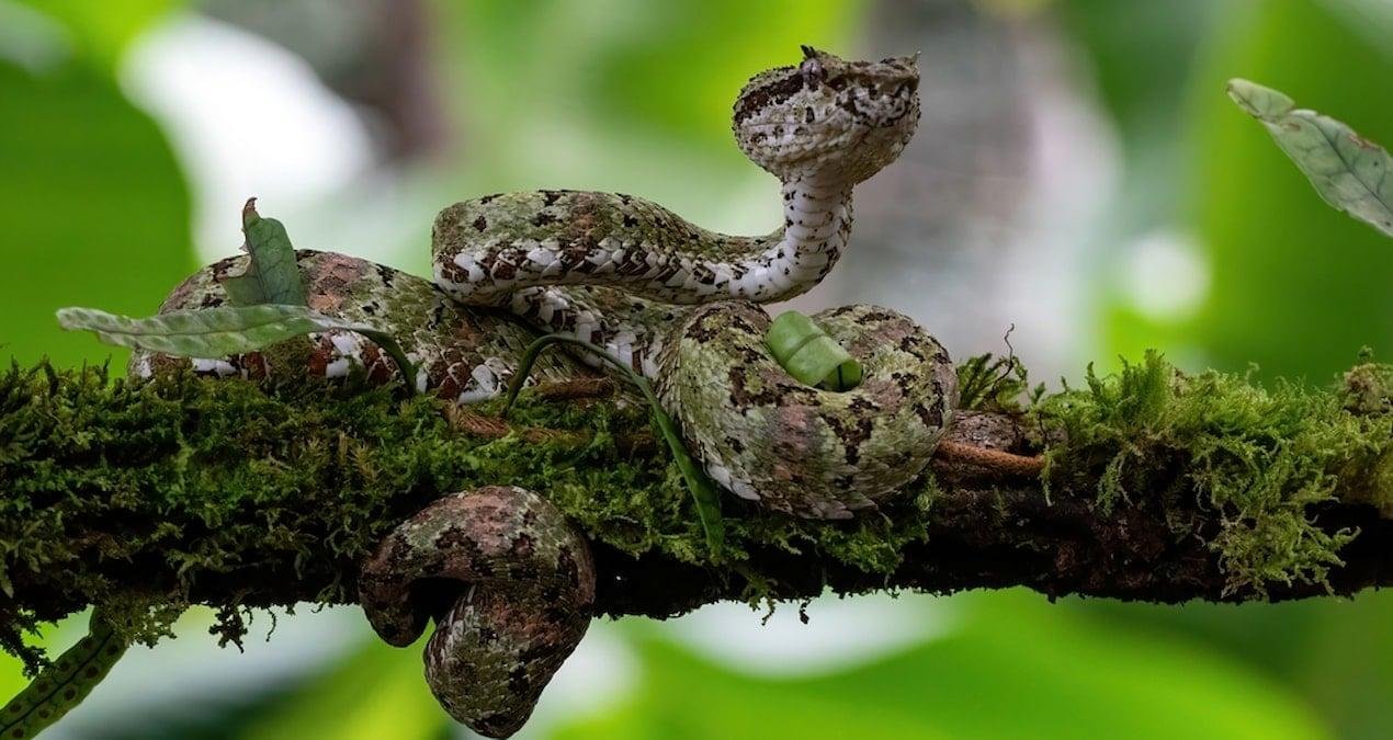 BSF’nin Gölge Projesi: Sınırda Sürüngenlerle Kontrol ve Tartışmalar