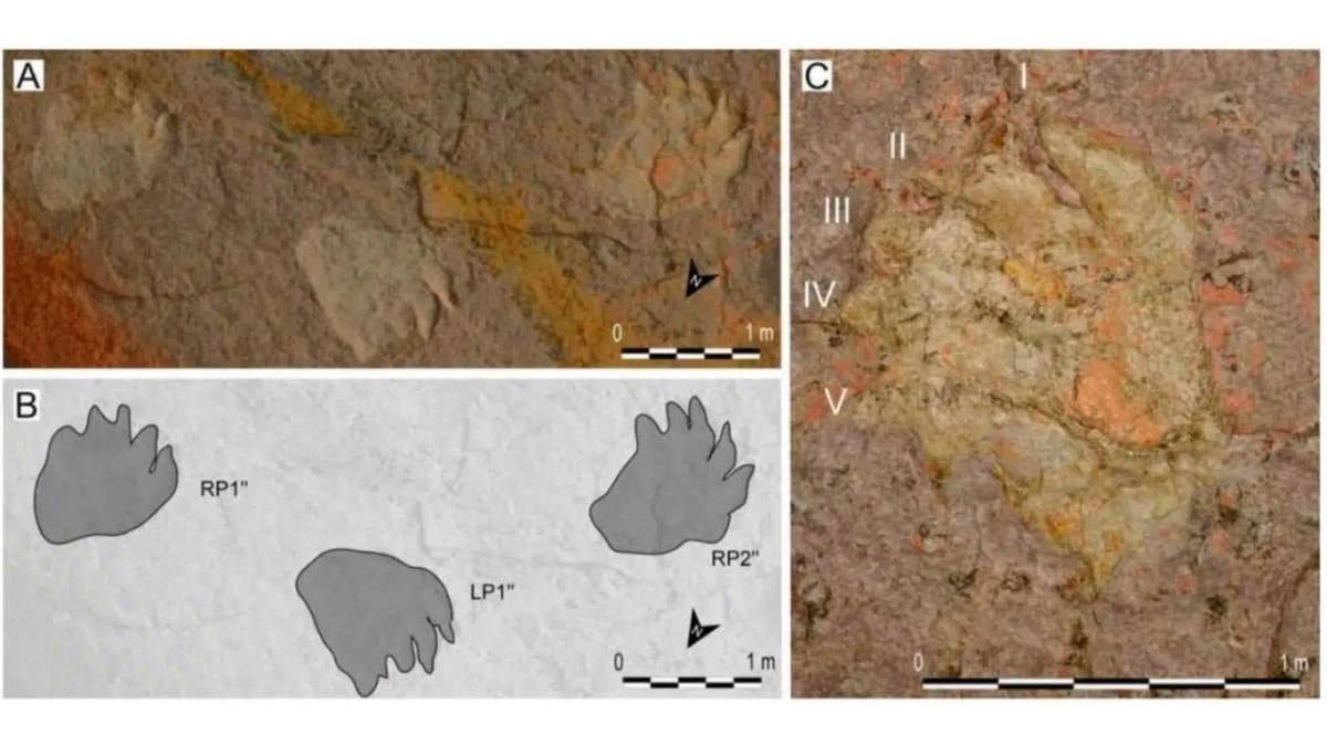 Castelbuco Mağarası'nda 166-168 Milyon Yıllık Üç Boyutlu Sauropod İzleri: Yeni Tür Occitanopodus’un Keşfi