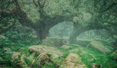 Doggerland’in Gizli Ormanları: Antik DNA ve İklim Değişiminin İzleri