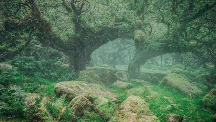 Doggerland’in Gizli Ormanları: Antik DNA ve İklim Değişiminin İzleri