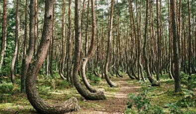 Eğri Ormanının Sırları: Büyüme Biçimindeki Gizem ve Bilimsel Yaklaşımlar