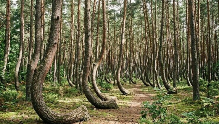 Eğri Ormanının Sırları: Büyüme Biçimindeki Gizem ve Bilimsel Yaklaşımlar