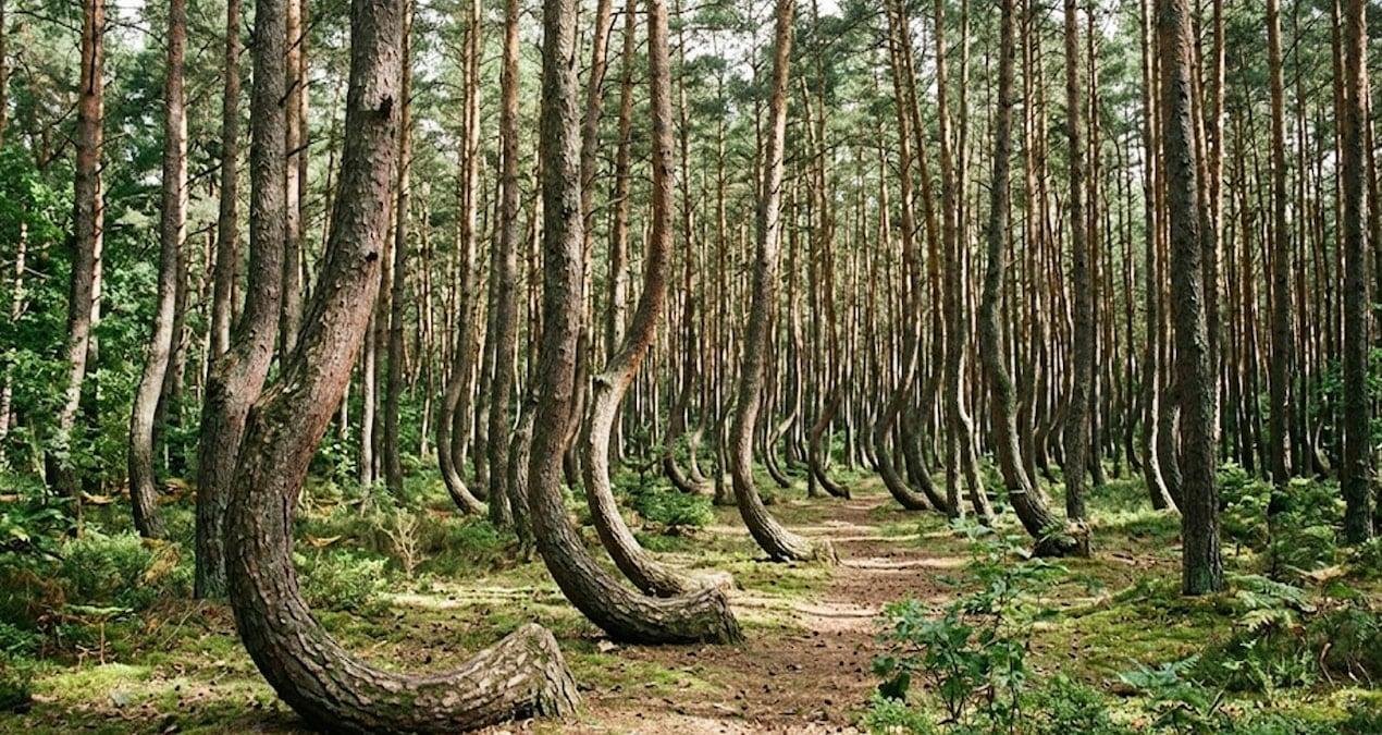 Eğri Ormanının Sırları: Büyüme Biçimindeki Gizem ve Bilimsel Yaklaşımlar