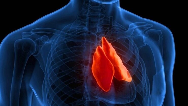 Ergenlik Sonrası Timus: Yapay Zeka ile Yeni Yaşam Dalgası ve Kanserle Mücadeledeki Gizli Rol