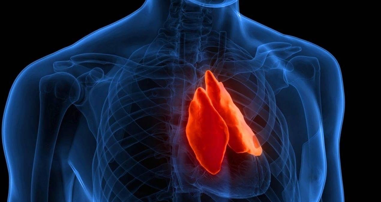 Ergenlik Sonrası Timus: Yapay Zeka ile Yeni Yaşam Dalgası ve Kanserle Mücadeledeki Gizli Rol