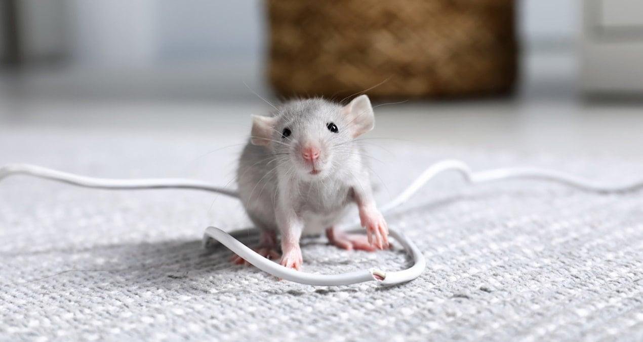 Güvenlik Zafiyeti: Yeraltı Tünellerindeki Kablo Kemirme ve Ekonomi Üzerindeki Etkileri