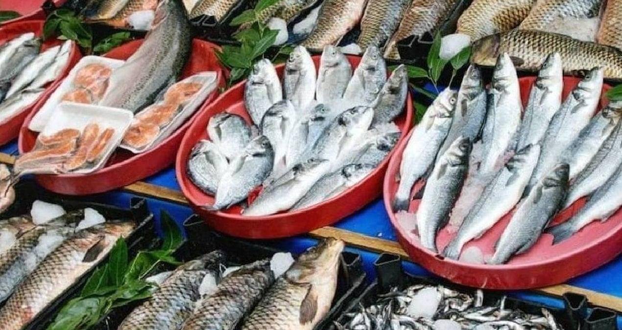 İlaç Kalıntıları, Arıtılmış Sular ve Balık Popülasyonları: Ontario’da Ekosistem İçin Uyarı