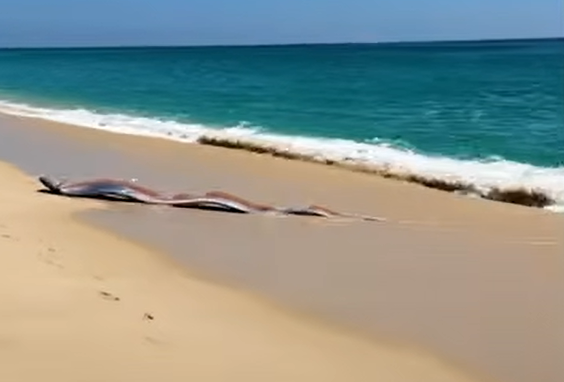 Kıyıya Vuran Kıyamet Balıkları: Cabo San Lucas’ta İlginç Bir Doğa Olayı