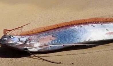 Kıyıya Vuran Kıyamet Balıkları: Cabo San Lucas’ta İlginç Bir Doğa Olayı