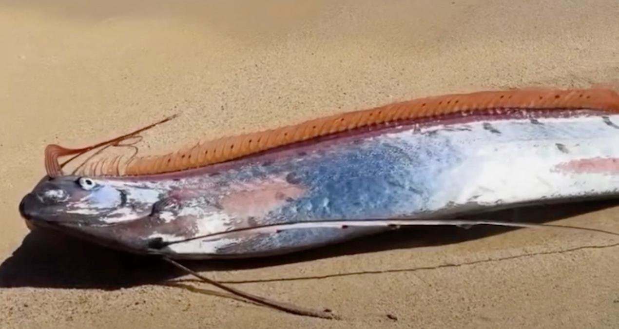 Kıyıya Vuran Kıyamet Balıkları: Cabo San Lucas’ta İlginç Bir Doğa Olayı