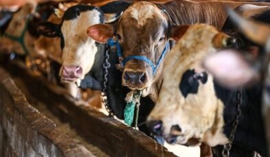 Kurban Bağışında Dolandırıcılığa Karşı Uyarı ve Güvenli Bağış Yolları