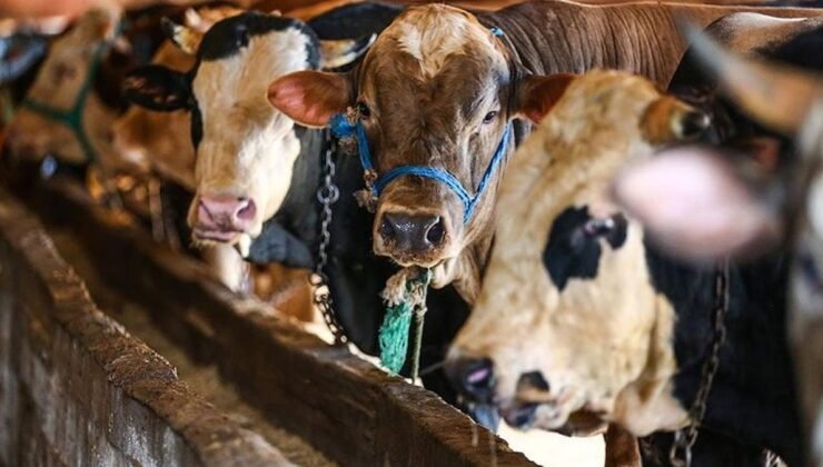 Kurban Bağışında Dolandırıcılığa Karşı Uyarı ve Güvenli Bağış Yolları