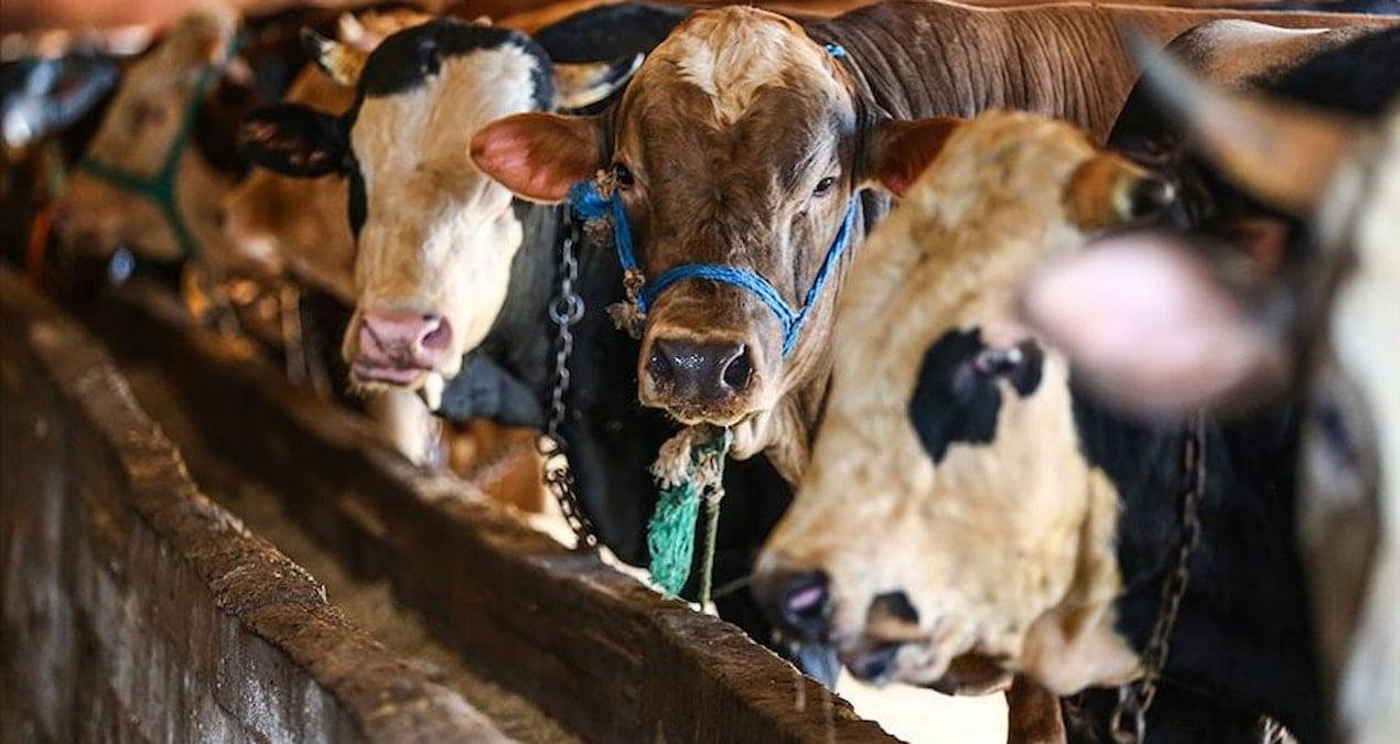 Kurban Bağışında Dolandırıcılığa Karşı Uyarı ve Güvenli Bağış Yolları