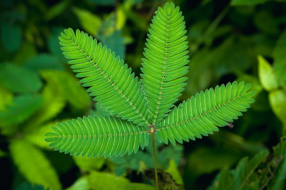 Küstüm Otu: Bitkilerin Öğrenme Yeteneğini Sorgulatan Deneysel Bulgular