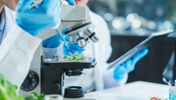 Küstüm Otu: Bitkilerin Öğrenme Yeteneğini Sorgulatan Deneysel Bulgular