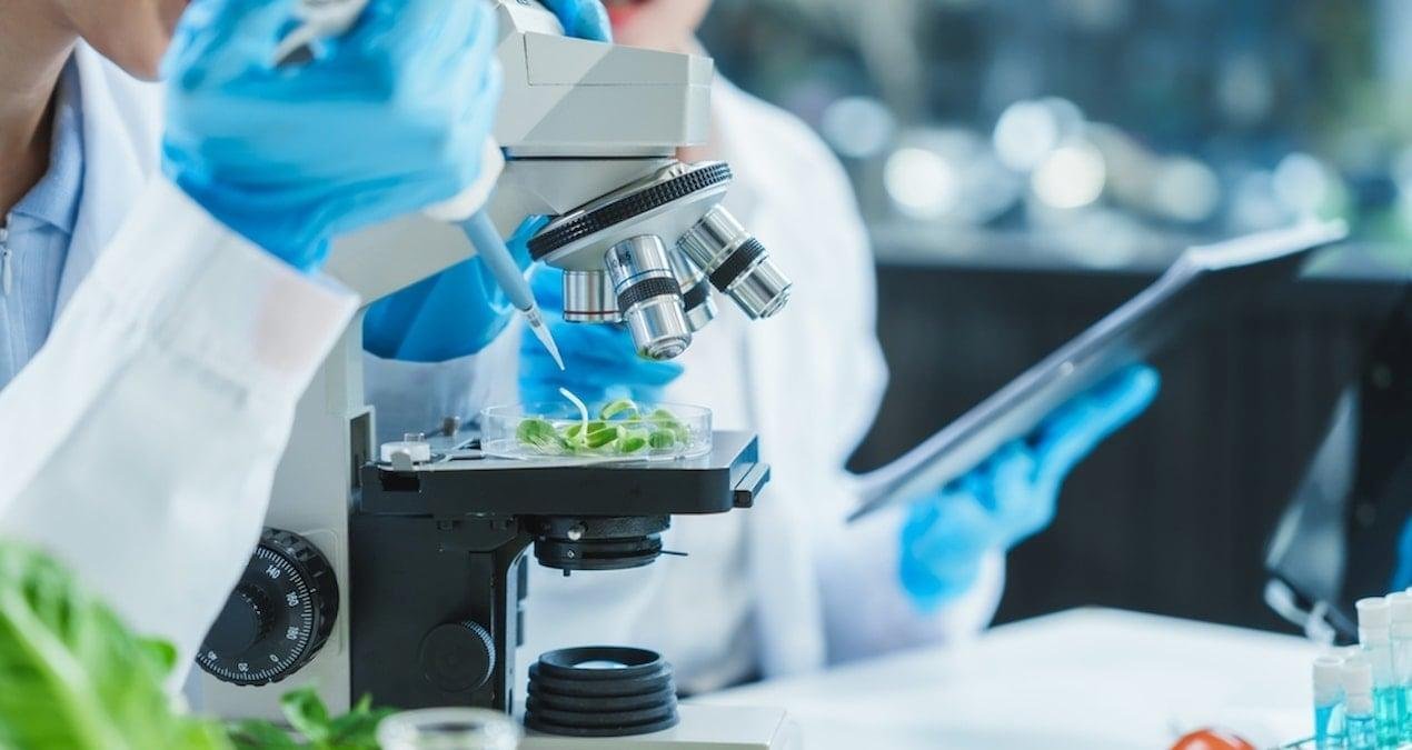 Küstüm Otu: Bitkilerin Öğrenme Yeteneğini Sorgulatan Deneysel Bulgular