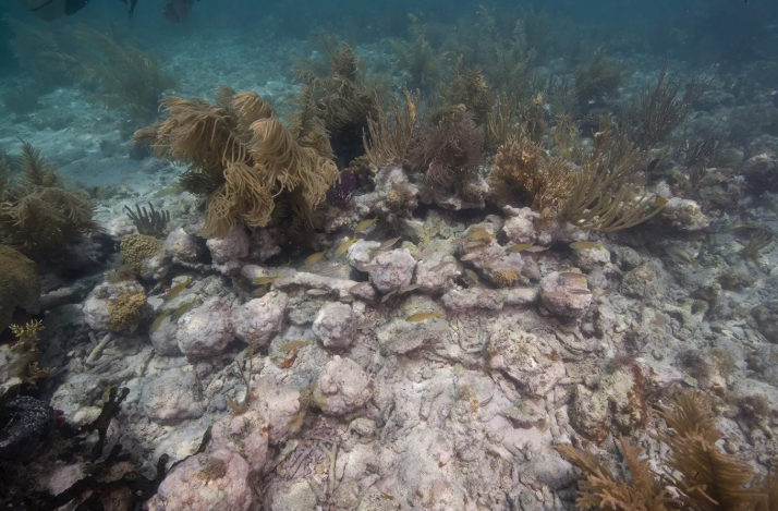 Okyanus Derinliğindeki İmkânsız Kaçış: HMS Tyger'ın Yeniden Doğuşu