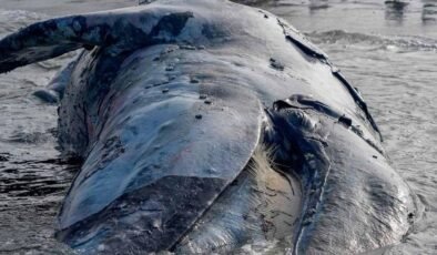 Pilot Balina Ölümleri ve Sismik Faaliyetlerin Potansiyel Etkileri: Denizaltı Gürültüsünün Ekolojik İşaretleri