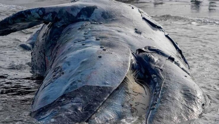 Pilot Balina Ölümleri ve Sismik Faaliyetlerin Potansiyel Etkileri: Denizaltı Gürültüsünün Ekolojik İşaretleri