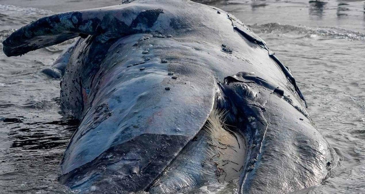 Pilot Balina Ölümleri ve Sismik Faaliyetlerin Potansiyel Etkileri: Denizaltı Gürültüsünün Ekolojik İşaretleri