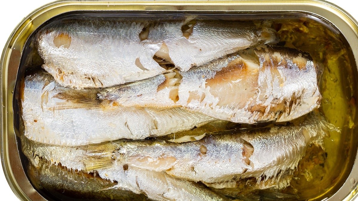 Sardalya Temelli Deney: 4 Ayda Yaşamsal Değişimler ve Uzman Uyarıları