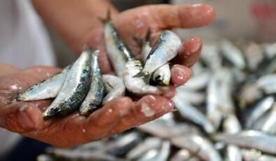 Sardalya Temelli Deney: 4 Ayda Yaşamsal Değişimler ve Uzman Uyarıları