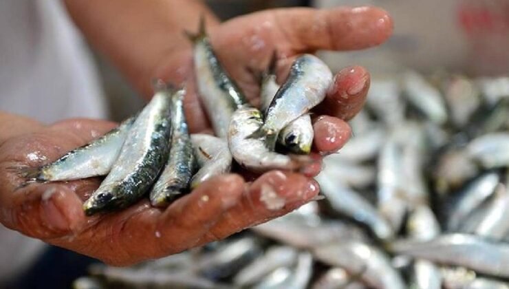 Sardalya Temelli Deney: 4 Ayda Yaşamsal Değişimler ve Uzman Uyarıları