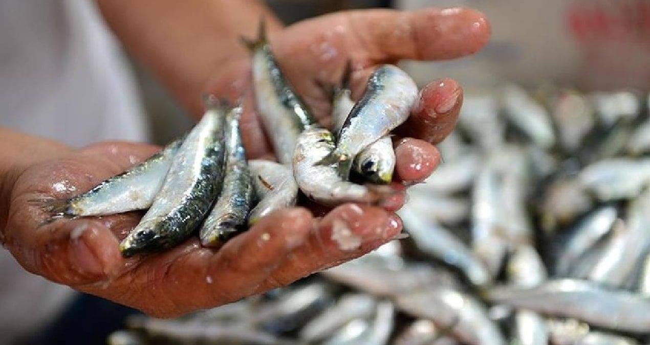 Sardalya Temelli Deney: 4 Ayda Yaşamsal Değişimler ve Uzman Uyarıları