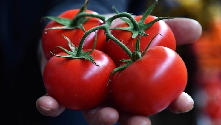Türkiye’nin Domates İhracatı: İlk Çeyrekte Satışlar ve Pazar Dinamikleri