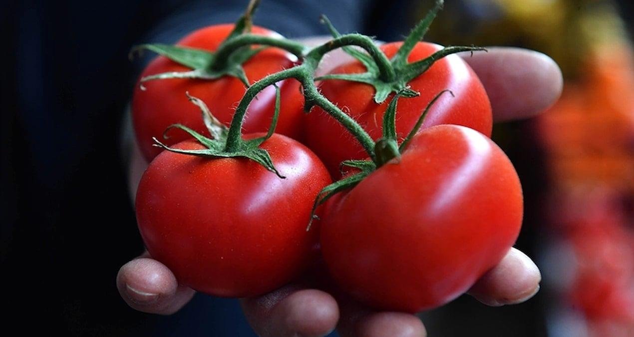 Türkiye’nin Domates İhracatı: İlk Çeyrekte Satışlar ve Pazar Dinamikleri