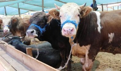 Vekaletle Kurban Kesiminde Bedeller ve Organizasyonun Önemi 2026 İçin TDV-Diyanet İşleri Başkanlığı İşbirliğiyle