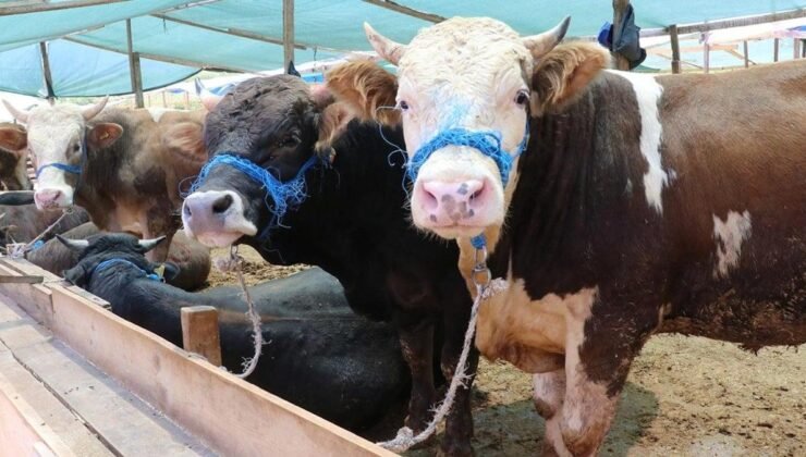 Vekaletle Kurban Kesiminde Bedeller ve Organizasyonun Önemi 2026 İçin TDV-Diyanet İşleri Başkanlığı İşbirliğiyle