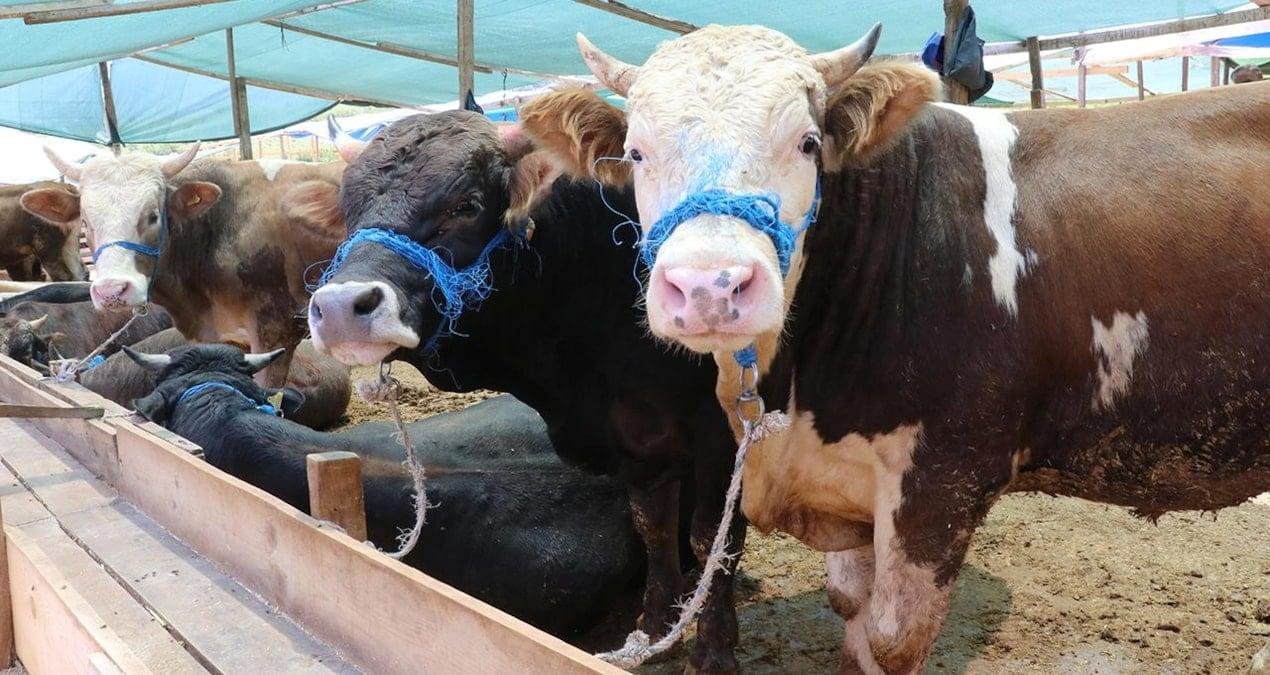 Vekaletle Kurban Kesiminde Bedeller ve Organizasyonun Önemi 2026 İçin TDV-Diyanet İşleri Başkanlığı İşbirliğiyle