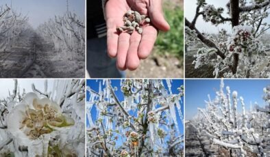 zirai don riskinde üreticilere uyarı ve alınacak koruyucu tedbirler