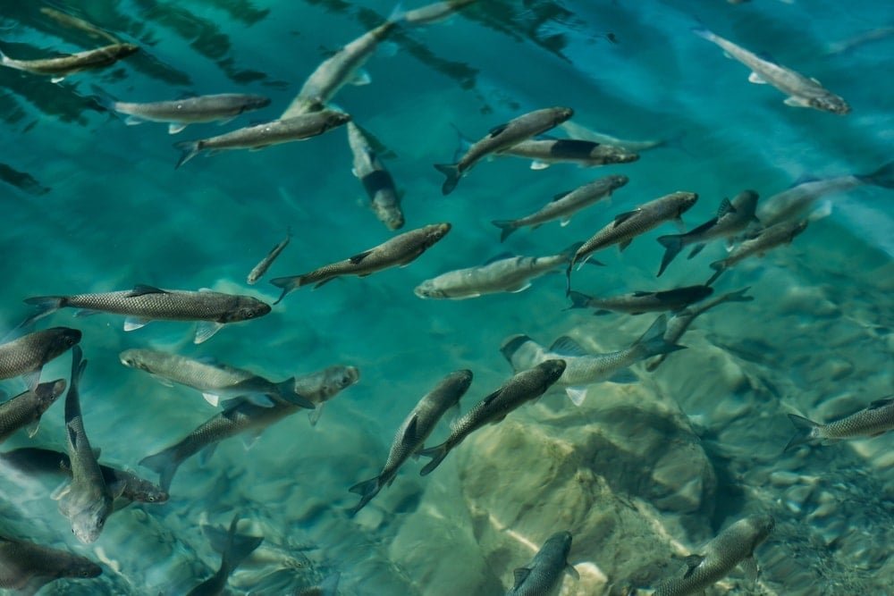 Zombi Balıklarla Dolu Superior Gölü: Gölün Derinliklerinde Süregelen Gizem