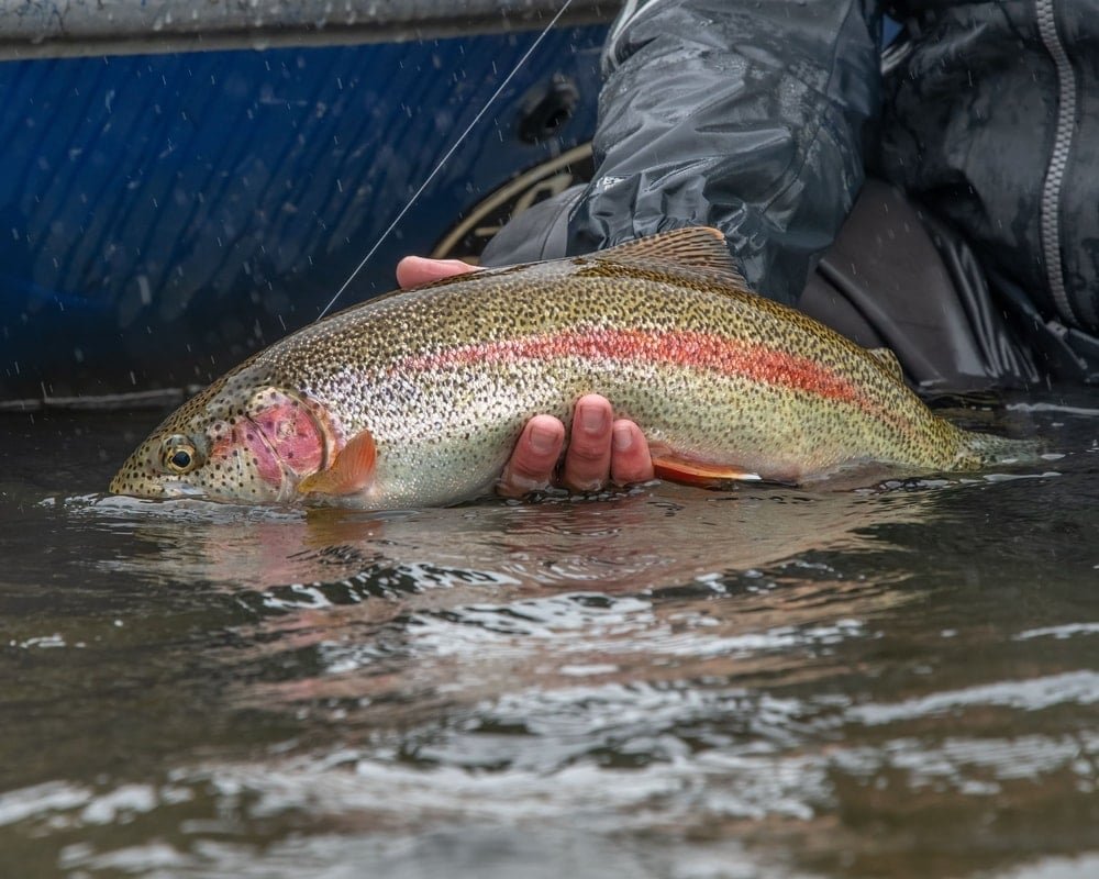 Zombi Balıklarla Dolu Superior Gölü: Gölün Derinliklerinde Süregelen Gizem