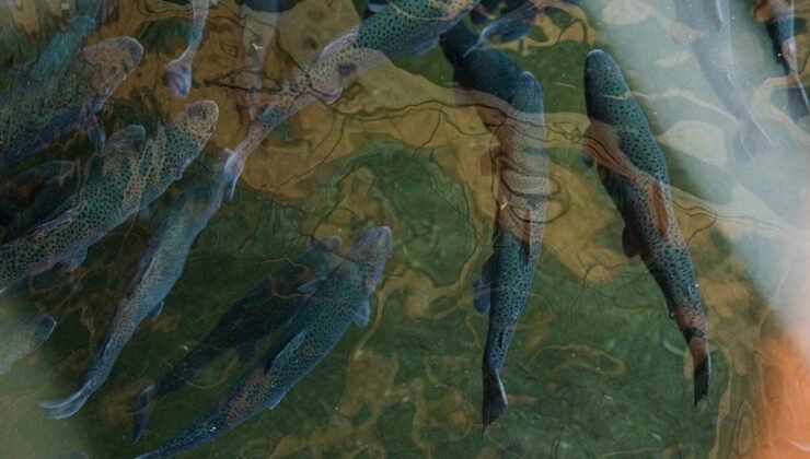 Zombi Balıklarla Dolu Superior Gölü: Gölün Derinliklerinde Süregelen Gizem