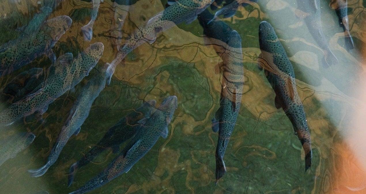 Zombi Balıklarla Dolu Superior Gölü: Gölün Derinliklerinde Süregelen Gizem