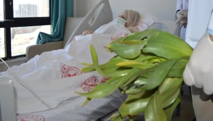 Doğadan Toplanan Bitkiler ve Zehirlenme Tehlikesi: Şifa Ararken Hayat Pahasına Düşmek