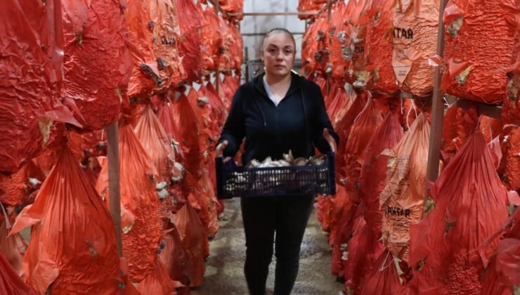 Doğal Lezzet ve Sıfır Atıkla Mantarcı Girişimi: Seradan Tüketiciye Ulaşan İstiridye Mantarı Hikayesi