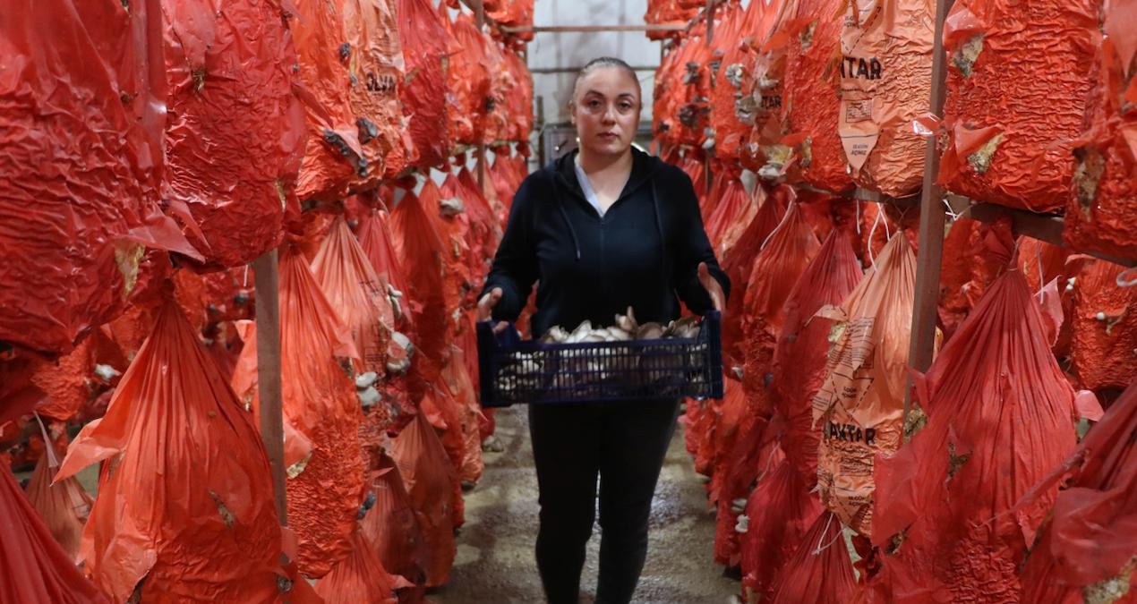 Doğal Lezzet ve Sıfır Atıkla Mantarcı Girişimi: Seradan Tüketiciye Ulaşan İstiridye Mantarı Hikayesi