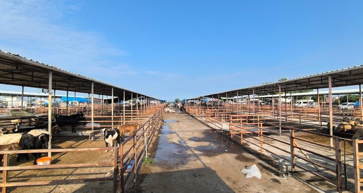 Kadirli Kurbanlık Pazarında Durgunluk ve Yükselen Maliyetler