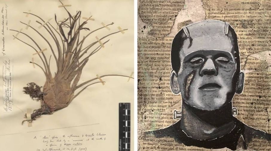 Kew Botanik Bahçeleri'nde Sahte Frankenstein Bitkisi: Doğanın Sırları ve İnsan Hırsı