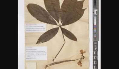 Kew Botanik Bahçeleri’nde Sahte Frankenstein Bitkisi: Doğanın Sırları ve İnsan Hırsı
