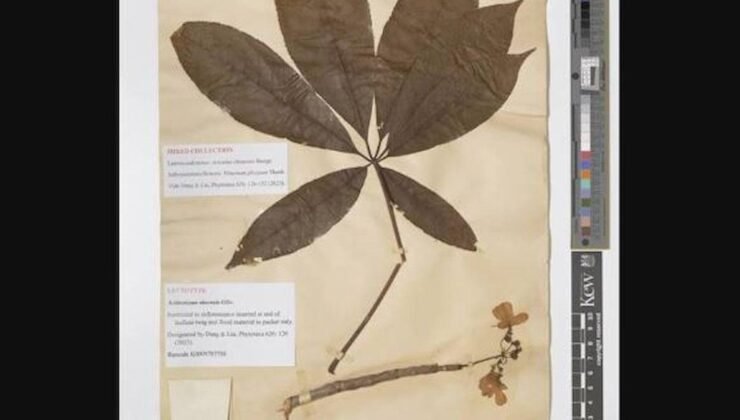 Kew Botanik Bahçeleri’nde Sahte Frankenstein Bitkisi: Doğanın Sırları ve İnsan Hırsı