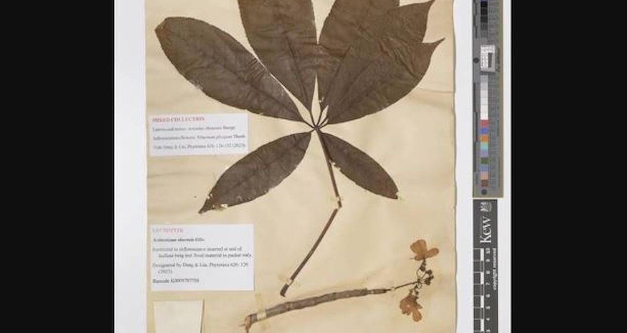 Kew Botanik Bahçeleri’nde Sahte Frankenstein Bitkisi: Doğanın Sırları ve İnsan Hırsı