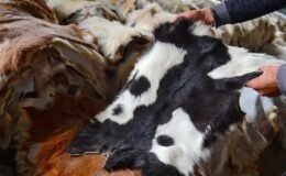 Kurban Derilerinin Doğru İşlenmesiyle Ekonomiye Katkı: Türkiye Deri Sektörü ve Stratejik Ham Madde