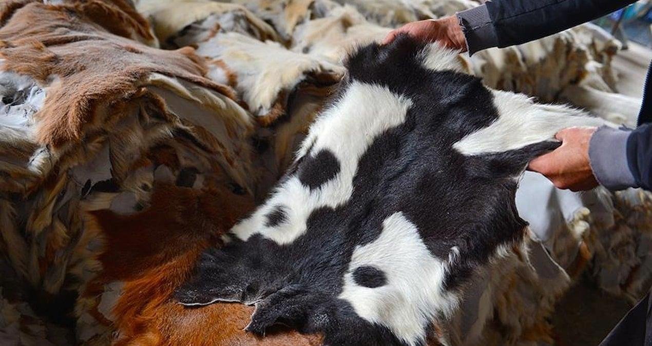 Kurban Derilerinin Doğru İşlenmesiyle Ekonomiye Katkı: Türkiye Deri Sektörü ve Stratejik Ham Madde