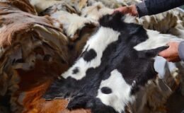 Kurban Derileriyle Türkiye’nin Deri ve Kürk Sektörüne Yatırım ve Sürdürülebilirlik Perspektifi