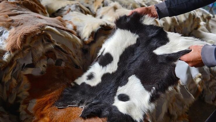 Kurban Derileriyle Türkiye’nin Deri ve Kürk Sektörüne Yatırım ve Sürdürülebilirlik Perspektifi